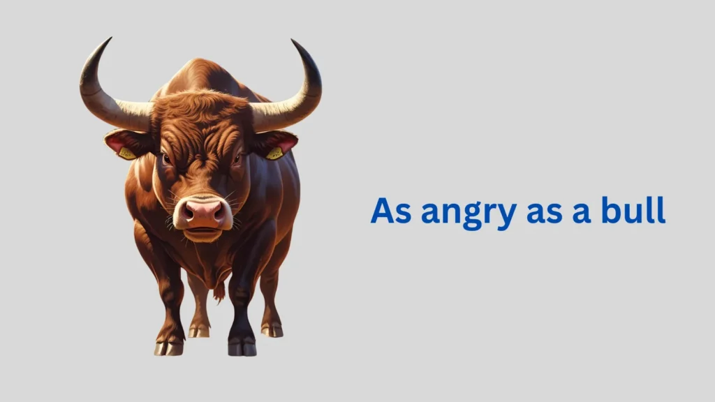 As angry as a bull