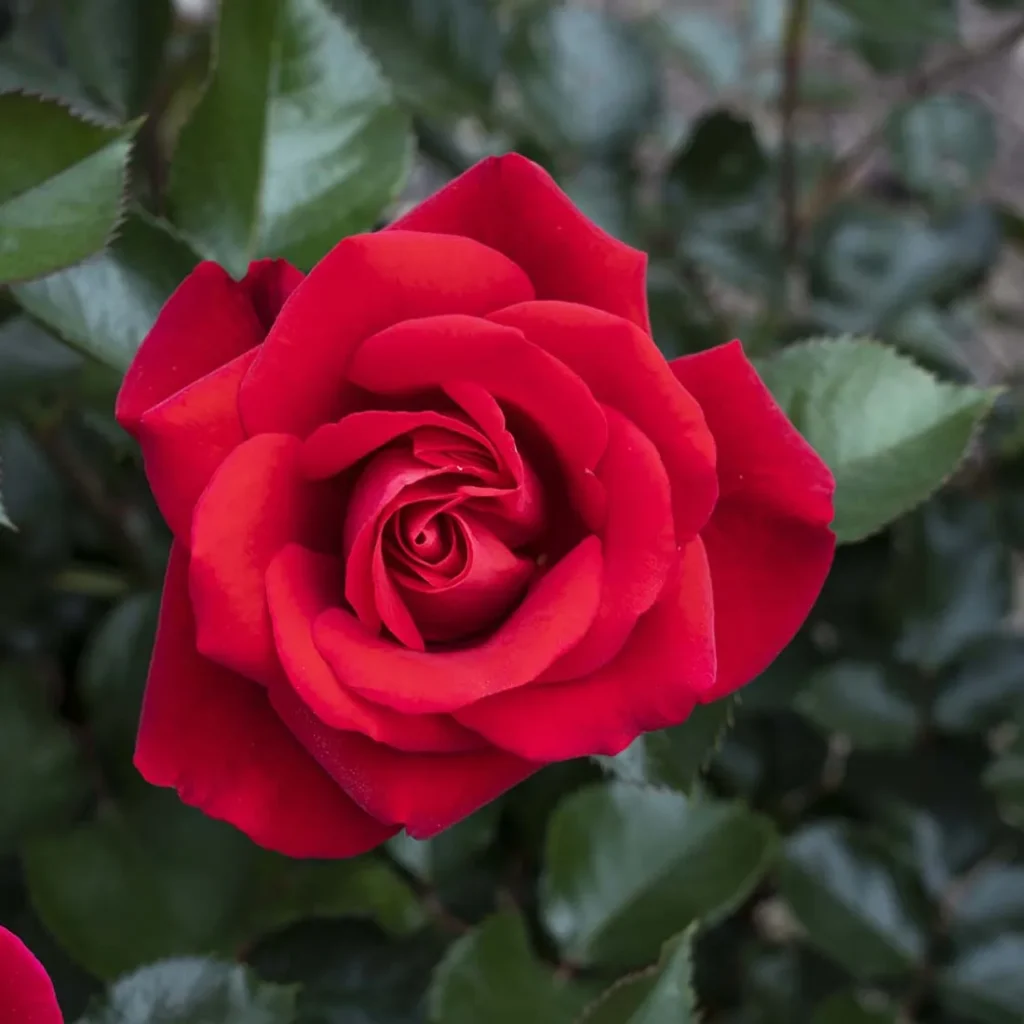 As Red as a Rose: Colors Similes
