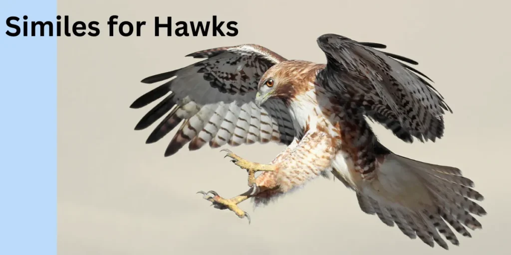 Similes for Hawks