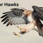 Similes for Hawks